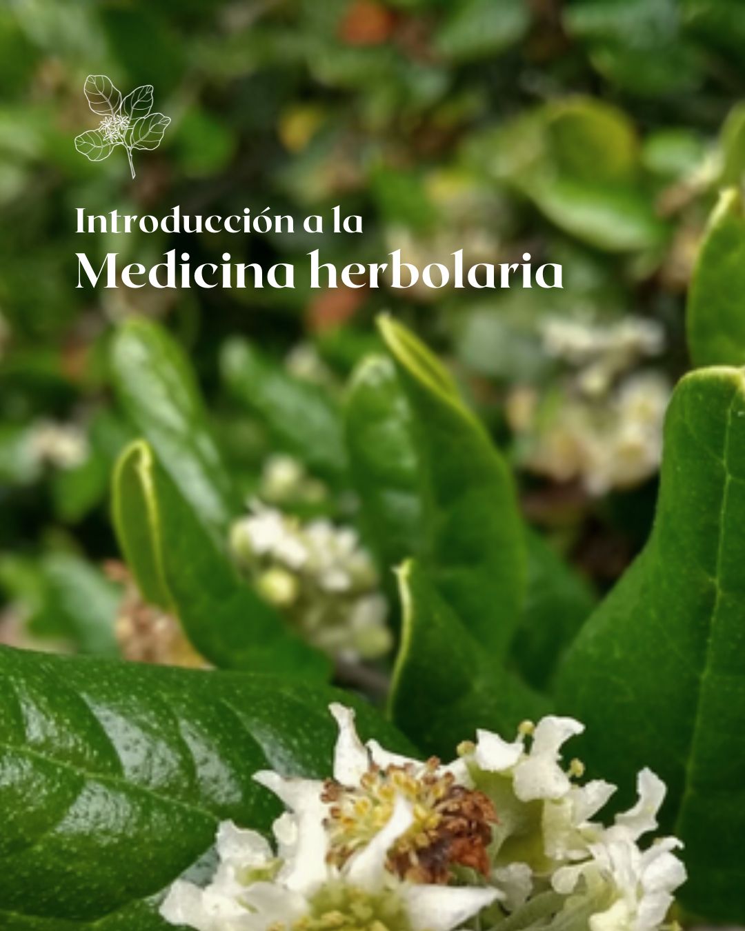 Ebook Introducción a la medicina herbolaria